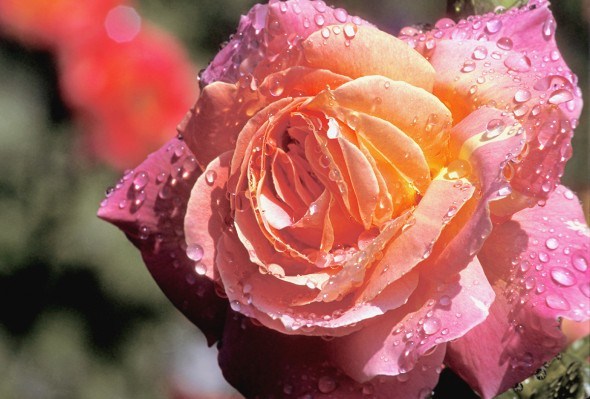 Чайно-гібридні троянди наповнять ваш сад ароматами та яскравими барвами