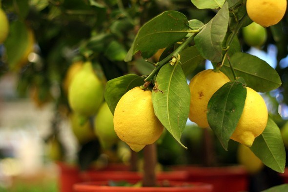 Лимон в закрытом грунте выращивание