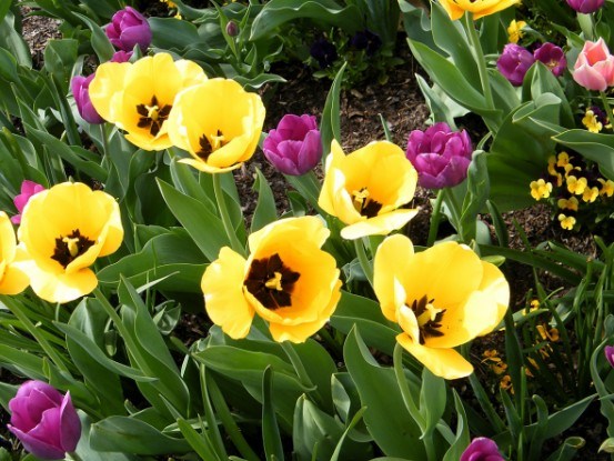 Пусть весна порадует нас тюльпанами!
