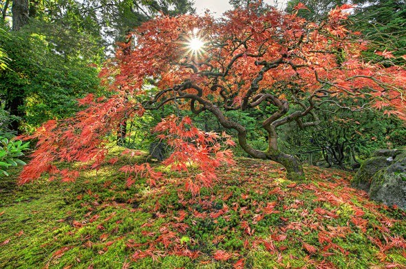 Японский клен красные листья
