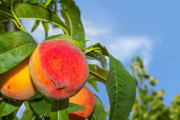 Рекомендации опытного садовода: осенняя посадка персика