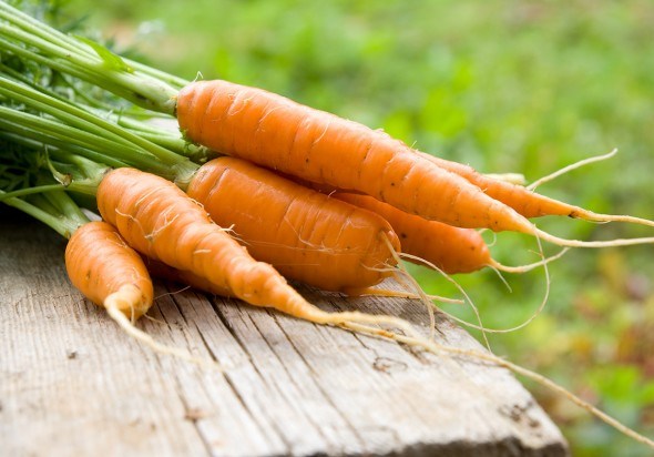 Сорта моркови очень многоликие, даже при кажущейся их «одинаковости»
