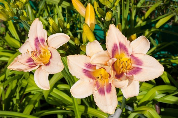9 основных причин, почему не цветет лилейник