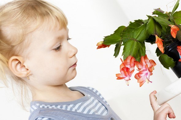 Шлюмбергера цветок ребенок смотрит
