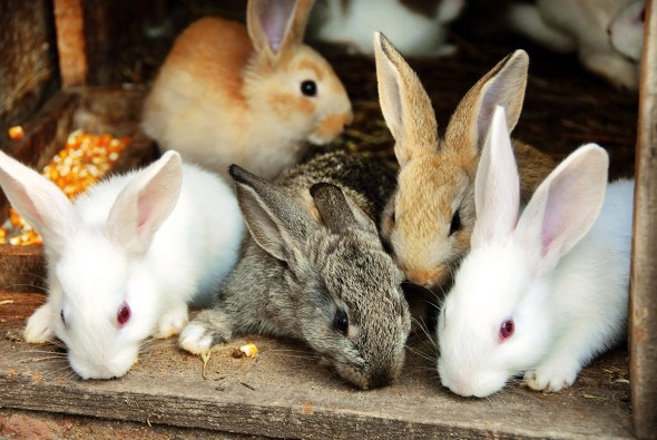 Заболевания пищеварительного тракта у кроликов:профилактика и лечение