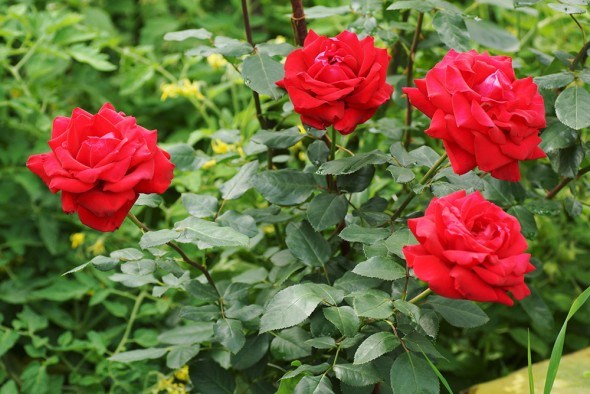 4 типові помилки при вирощуванні троянд  