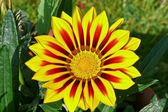 Гацания — цветок полуденного золота