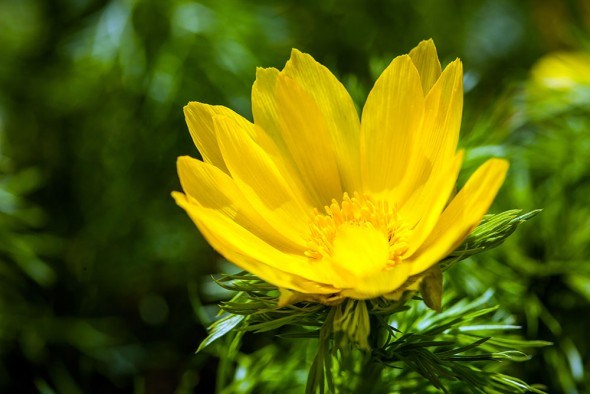 Горицвет — популярный и любимый в народе весенний первоцвет 
