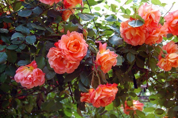 Ландшафтні троянди: гарні та витривалі