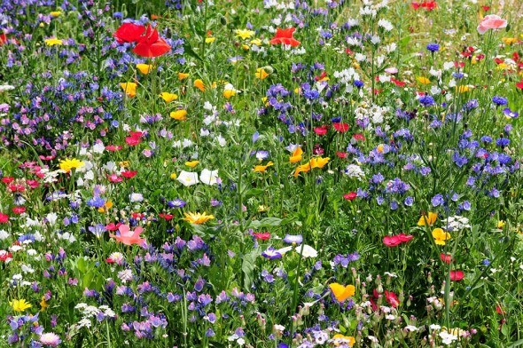 Создаем цветущую лужайку: виды и основы агротехники