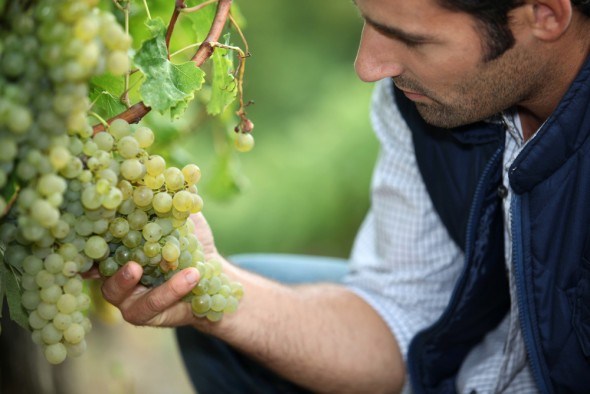 Виноградные хлопоты: 7 важных аргомероприятий по уходу за виноградом