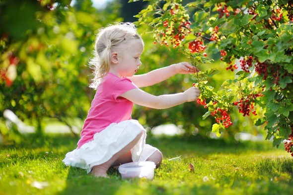 Как на небольшом участке посадить все любимые ягоды