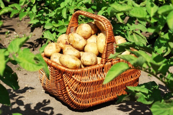 картошка в корзине