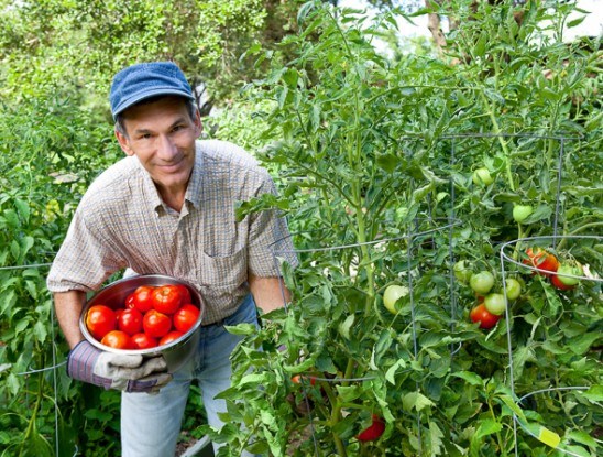 Мужчина томаты выращивание урожай