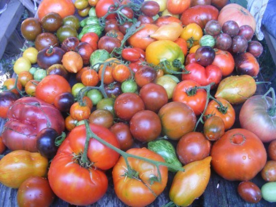 Крок за кроком: досвід вирощування помідорів-гігантів  
