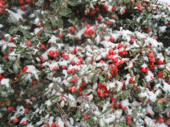 Яскраві ноти зимового саду: рослини, які зберігають декоративність в холодну пору року  