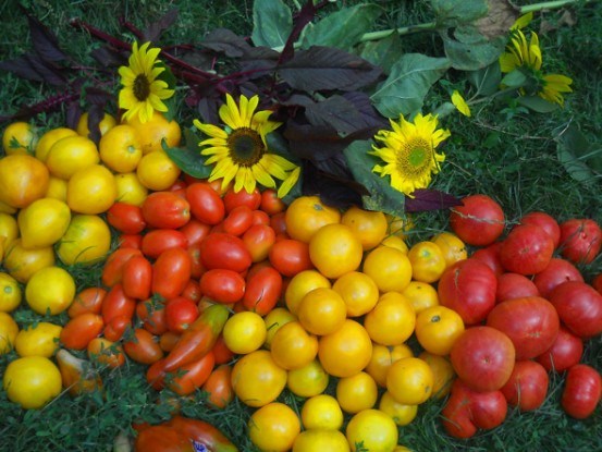 Особенности выращивания самых вкусных томатов