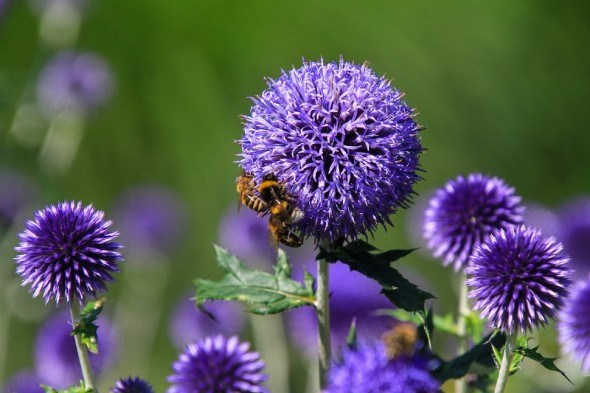 Секрет, відомий бджолам: цілющі властивості мордовника кулястого 