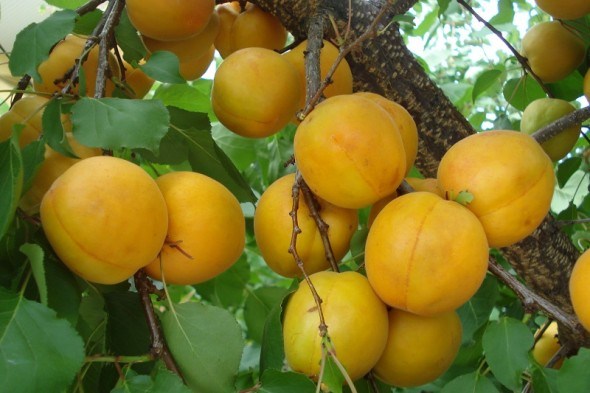 Почнемо знову: перещеплення дерев абрикоса та персика для підвищення врожайності рослин