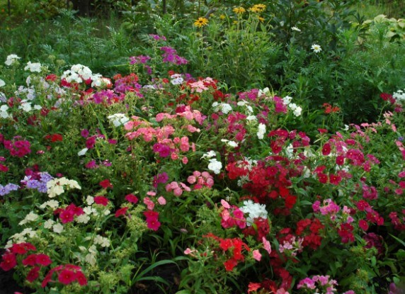 Хай літо буде нескінченним: обираємо рослини для посіву у квітники 