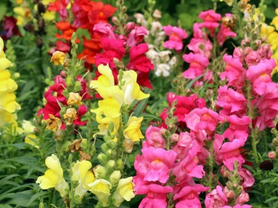 Антиринум або ротики садові у садибі: середньорослі, низькорослі та карликові сорти 