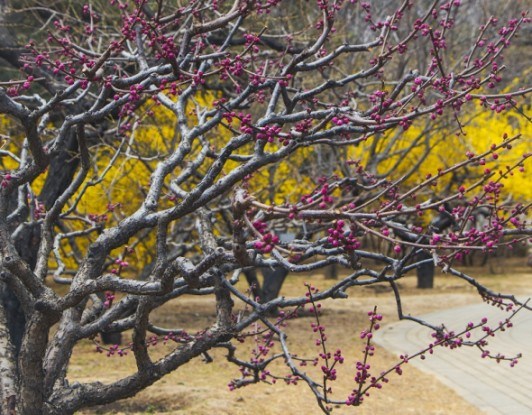 У перші дні весни: види обрізки і формування молодих дерев персика 