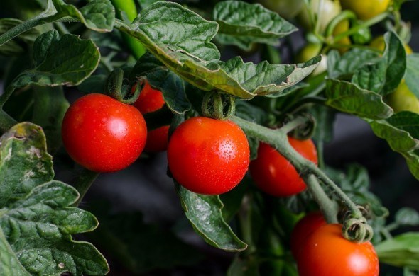 Формировка томатного куста