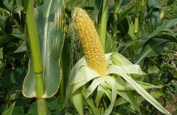 Зачиняємо ворота: захист цукрової кукурудзи від шкідників 