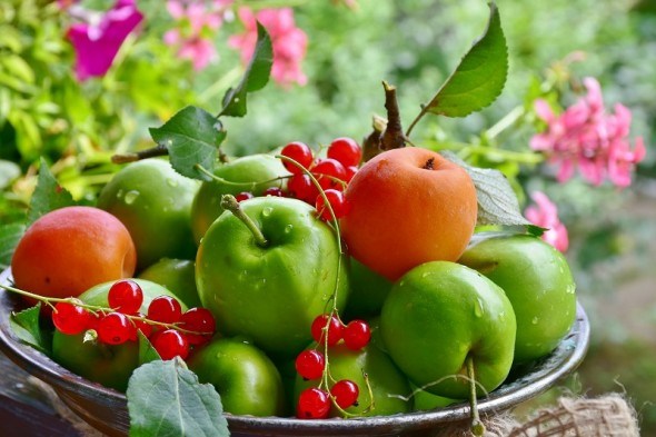 Август яблоками горд! Как уберечь урожай от болезней 