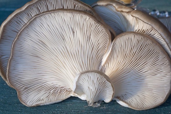 Рукотворна грибна плантація: вирощування гливи інтенсивним способом 
