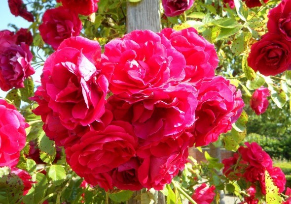 Плетисті троянди в дизайні саду 
