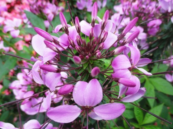 Квітка, схожа на фламінго: клеома терниста у садибі 