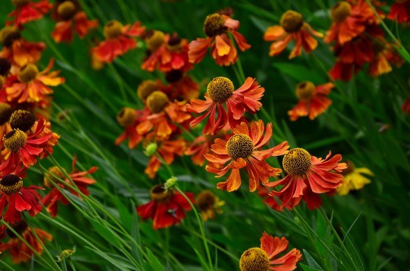 Гелениум — яркий цветок: выращивание, уход, размножение, сорта и виды