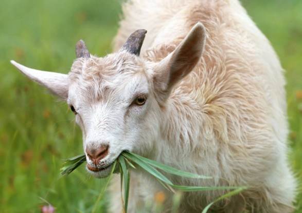 Молочные, пуховые и шерстные породы коз