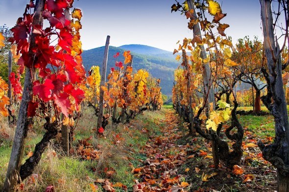 Тепличні умови: виноград в зоні ризикованого землеробства 
