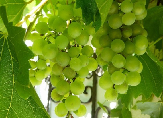 Виноград на балконі: посадка, вирощування та формування рослин у контейнерній культурі 
