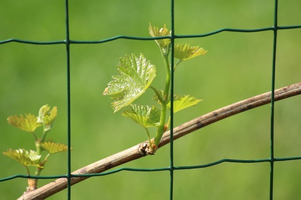 Весна на винограднику: що треба зробити в перші теплі дні