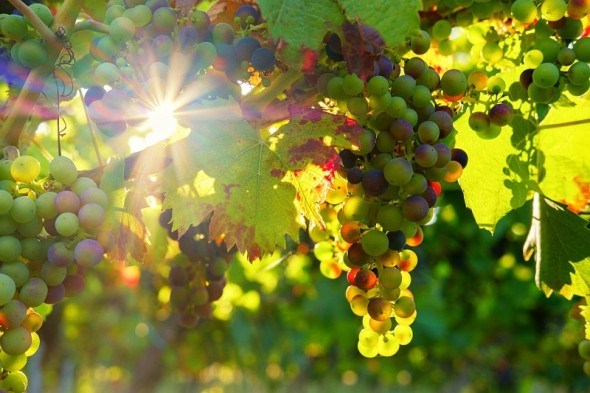 Візерунок з пагонів та бруньок: особливості плодоношення винограду 
