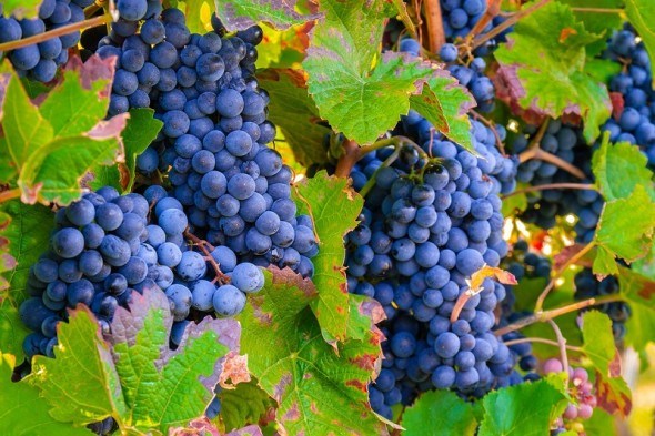 Технологія оновлення: як посадити молоді кущі на плодоносному винограднику