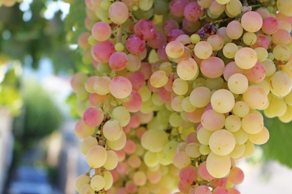 Свято смаку: способи зберігання винограду у сховищах 