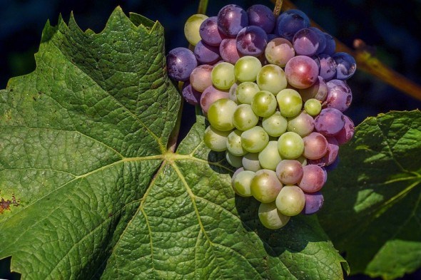 Стійкі амури: далекосхідні сорти та гібриди винограду 