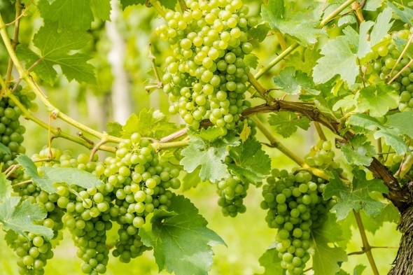 Уламка, підв&#039;язка, пасинкування та інші зелені операції на винограднику влітку 