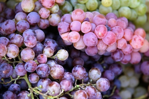 Смачна терапія: корисні властивості винограду  