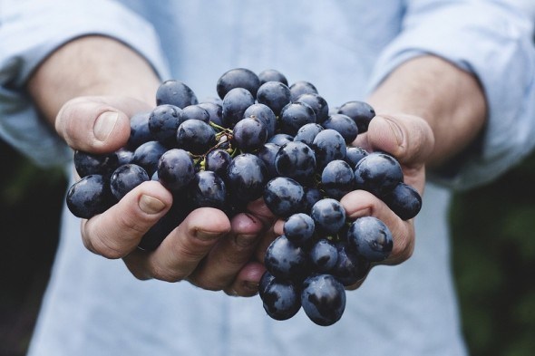 Захист виноградників на присадибних ділянках
