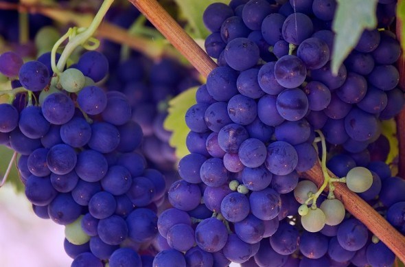 Захист виноградників від хвороб та шкідників! 