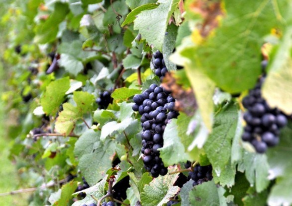 Шість основних причин низької продуктивності виноградних кущів 