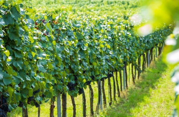Лише рік замість двох: особливості та переваги зимового щеплення винограду 
