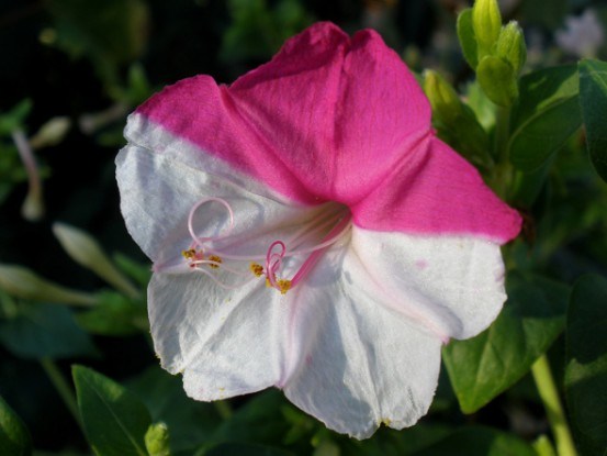 Мирабилис или ночная красавица. Как выращивать и размножать необычный цветок?