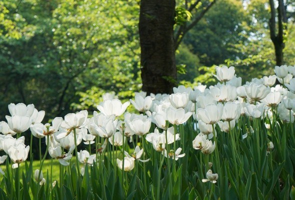 Сад в зелених і білих тонах: гармонічні кольори для спокою та відпочинку