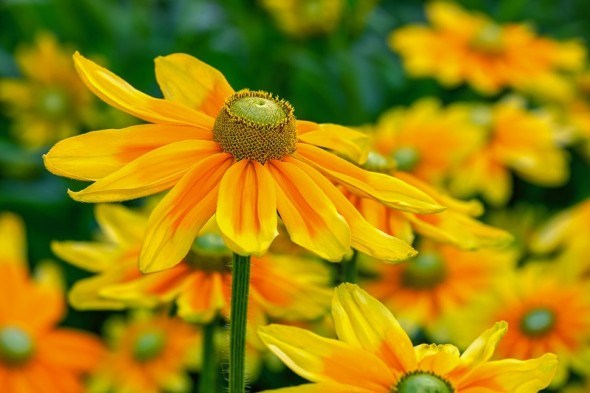 Сонячні квіти: вибираємо для квітника декоративні рослини з жовтими квітками 